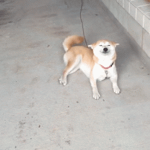 1475429136168453301.gif