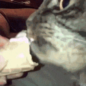 1497970687148551018.gif