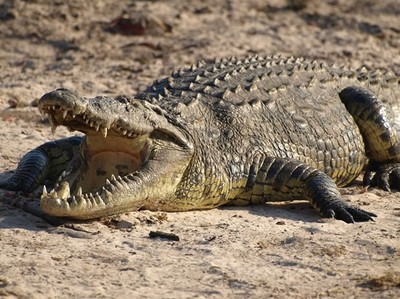 какое животное боится воды