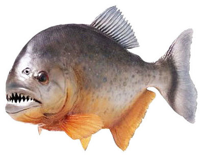 рыбы которые едят кожу людей. Смотреть фото рыбы которые едят кожу людей. Смотреть картинку рыбы которые едят кожу людей. Картинка про рыбы которые едят кожу людей. Фото рыбы которые едят кожу людей рыбы которые едят кожу людей. Смотреть фото рыбы которые едят кожу людей. Смотреть картинку рыбы которые едят кожу людей. Картинка про рыбы которые едят кожу людей. Фото рыбы которые едят кожу людей