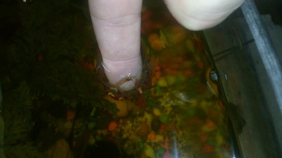 рыбы которые едят кожу людей. Смотреть фото рыбы которые едят кожу людей. Смотреть картинку рыбы которые едят кожу людей. Картинка про рыбы которые едят кожу людей. Фото рыбы которые едят кожу людей рыбы которые едят кожу людей. Смотреть фото рыбы которые едят кожу людей. Смотреть картинку рыбы которые едят кожу людей. Картинка про рыбы которые едят кожу людей. Фото рыбы которые едят кожу людей