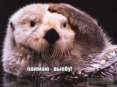 Кто такой otter животное. Смотреть фото Кто такой otter животное. Смотреть картинку Кто такой otter животное. Картинка про Кто такой otter животное. Фото Кто такой otter животное