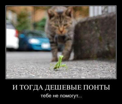 Если на скорпиона капнуть алкоголем что будет видео. Смотреть фото Если на скорпиона капнуть алкоголем что будет видео. Смотреть картинку Если на скорпиона капнуть алкоголем что будет видео. Картинка про Если на скорпиона капнуть алкоголем что будет видео. Фото Если на скорпиона капнуть алкоголем что будет видео
