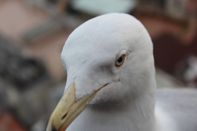 какая на вкус чайка. Смотреть фото какая на вкус чайка. Смотреть картинку какая на вкус чайка. Картинка про какая на вкус чайка. Фото какая на вкус чайка какая на вкус чайка. Смотреть фото какая на вкус чайка. Смотреть картинку какая на вкус чайка. Картинка про какая на вкус чайка. Фото какая на вкус чайка