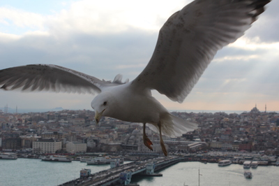 какая на вкус чайка. Смотреть фото какая на вкус чайка. Смотреть картинку какая на вкус чайка. Картинка про какая на вкус чайка. Фото какая на вкус чайка какая на вкус чайка. Смотреть фото какая на вкус чайка. Смотреть картинку какая на вкус чайка. Картинка про какая на вкус чайка. Фото какая на вкус чайка