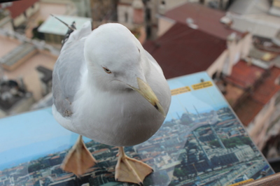 какая на вкус чайка. Смотреть фото какая на вкус чайка. Смотреть картинку какая на вкус чайка. Картинка про какая на вкус чайка. Фото какая на вкус чайка какая на вкус чайка. Смотреть фото какая на вкус чайка. Смотреть картинку какая на вкус чайка. Картинка про какая на вкус чайка. Фото какая на вкус чайка