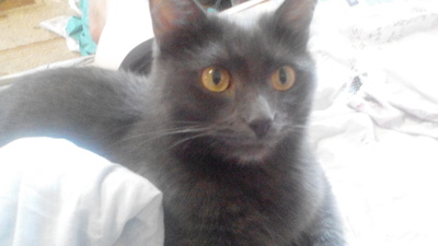 ветеринарные истории про животных. 1492158005174952687. ветеринарные истории про животных фото. ветеринарные истории про животных-1492158005174952687. картинка ветеринарные истории про животных. картинка 1492158005174952687. Визит к ветеринару не обходится без приключений. Непривычная обстановка, незнакомые люди, сильные препараты — все это легко может сбить с толку болеющего питомца, заставив вести себя забавно или жутковато. Иногда можно посмеяться и над некоторыми хозяевами с их абсурдными просьбами и представлениями о биологии животных. Пользователь портала Imgur, работающая в ветеринарной клинике, поделилась историями о своих непростых буднях. ветеринарные истории про животных. 1492158005174952687. ветеринарные истории про животных фото. ветеринарные истории про животных-1492158005174952687. картинка ветеринарные истории про животных. картинка 1492158005174952687. Визит к ветеринару не обходится без приключений. Непривычная обстановка, незнакомые люди, сильные препараты — все это легко может сбить с толку болеющего питомца, заставив вести себя забавно или жутковато. Иногда можно посмеяться и над некоторыми хозяевами с их абсурдными просьбами и представлениями о биологии животных. Пользователь портала Imgur, работающая в ветеринарной клинике, поделилась историями о своих непростых буднях.