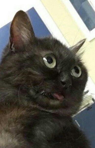 Èëëþñòðàöèÿ ê êîììåíòàðèþ
