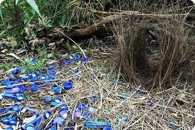 рыба иглобрюх рисует на дне. Смотреть фото рыба иглобрюх рисует на дне. Смотреть картинку рыба иглобрюх рисует на дне. Картинка про рыба иглобрюх рисует на дне. Фото рыба иглобрюх рисует на дне рыба иглобрюх рисует на дне. Смотреть фото рыба иглобрюх рисует на дне. Смотреть картинку рыба иглобрюх рисует на дне. Картинка про рыба иглобрюх рисует на дне. Фото рыба иглобрюх рисует на дне