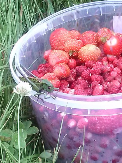 какая морошка считается спелой. Смотреть фото какая морошка считается спелой. Смотреть картинку какая морошка считается спелой. Картинка про какая морошка считается спелой. Фото какая морошка считается спелой какая морошка считается спелой. Смотреть фото какая морошка считается спелой. Смотреть картинку какая морошка считается спелой. Картинка про какая морошка считается спелой. Фото какая морошка считается спелой