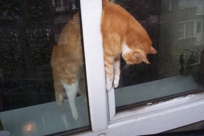 Можно ли котам есть розы