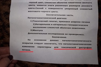 Можно ли котам есть розы