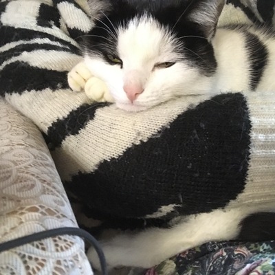 Можно ли котам есть розы