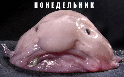 Белое животное с длинной шеей