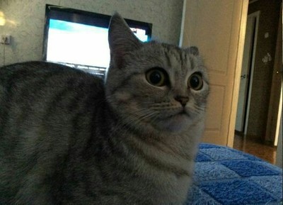 Èëëþñòðàöèÿ ê êîììåíòàðèþ