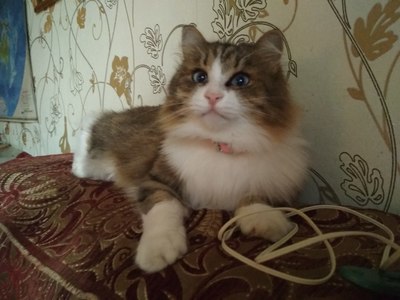 Иллюстрация к комментарию