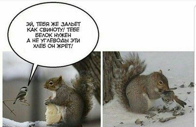 Что значит словил белку. Смотреть фото Что значит словил белку. Смотреть картинку Что значит словил белку. Картинка про Что значит словил белку. Фото Что значит словил белку