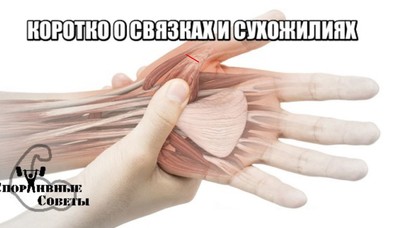 Для чего служат сухожилия
