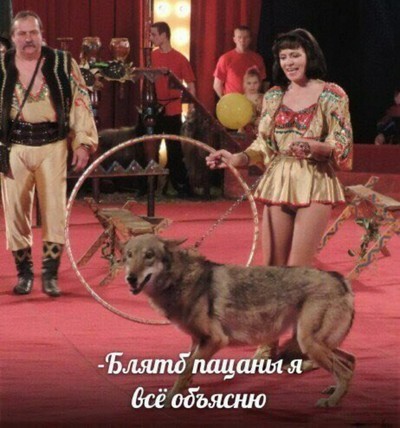 волк не царь зверей но в цирке не выступает. 1558139698168975204. волк не царь зверей но в цирке не выступает фото. волк не царь зверей но в цирке не выступает-1558139698168975204. картинка волк не царь зверей но в цирке не выступает. картинка 1558139698168975204. Каких животных чаще всего можно увидеть в цирке? Абсолютно любых: от морских котиков до мышей и кошек. Однако ни в одном из цирков вы не встретите волков. Рассказываем, почему они там никогда не появятся. волк не царь зверей но в цирке не выступает. 1558139698168975204. волк не царь зверей но в цирке не выступает фото. волк не царь зверей но в цирке не выступает-1558139698168975204. картинка волк не царь зверей но в цирке не выступает. картинка 1558139698168975204. Каких животных чаще всего можно увидеть в цирке? Абсолютно любых: от морских котиков до мышей и кошек. Однако ни в одном из цирков вы не встретите волков. Рассказываем, почему они там никогда не появятся.