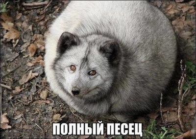 Что такое панты музыка. Смотреть фото Что такое панты музыка. Смотреть картинку Что такое панты музыка. Картинка про Что такое панты музыка. Фото Что такое панты музыка