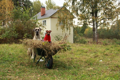 пинчер отношения с кошками. Смотреть фото пинчер отношения с кошками. Смотреть картинку пинчер отношения с кошками. Картинка про пинчер отношения с кошками. Фото пинчер отношения с кошками пинчер отношения с кошками. Смотреть фото пинчер отношения с кошками. Смотреть картинку пинчер отношения с кошками. Картинка про пинчер отношения с кошками. Фото пинчер отношения с кошками