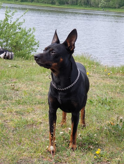 пинчер отношения с кошками. Смотреть фото пинчер отношения с кошками. Смотреть картинку пинчер отношения с кошками. Картинка про пинчер отношения с кошками. Фото пинчер отношения с кошками пинчер отношения с кошками. Смотреть фото пинчер отношения с кошками. Смотреть картинку пинчер отношения с кошками. Картинка про пинчер отношения с кошками. Фото пинчер отношения с кошками