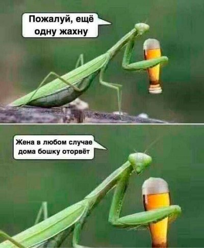 Богомол отложил оотеку что делать. Смотреть фото Богомол отложил оотеку что делать. Смотреть картинку Богомол отложил оотеку что делать. Картинка про Богомол отложил оотеку что делать. Фото Богомол отложил оотеку что делать