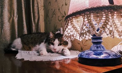 Иллюстрация к комментарию