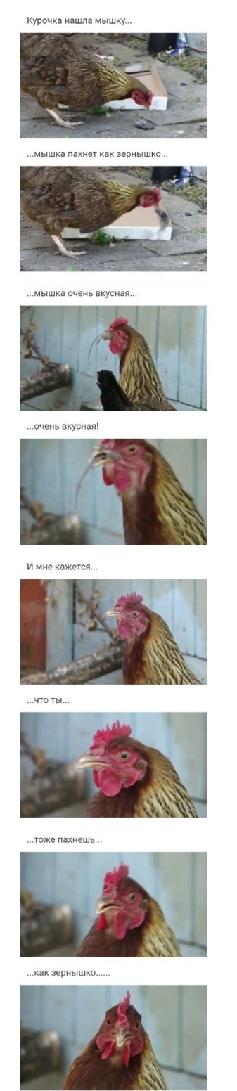 с какой скоростью бегает курица. Смотреть фото с какой скоростью бегает курица. Смотреть картинку с какой скоростью бегает курица. Картинка про с какой скоростью бегает курица. Фото с какой скоростью бегает курица с какой скоростью бегает курица. Смотреть фото с какой скоростью бегает курица. Смотреть картинку с какой скоростью бегает курица. Картинка про с какой скоростью бегает курица. Фото с какой скоростью бегает курица