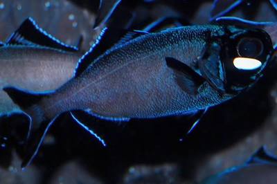 рыба у которой светятся глаза. Смотреть фото рыба у которой светятся глаза. Смотреть картинку рыба у которой светятся глаза. Картинка про рыба у которой светятся глаза. Фото рыба у которой светятся глаза рыба у которой светятся глаза. Смотреть фото рыба у которой светятся глаза. Смотреть картинку рыба у которой светятся глаза. Картинка про рыба у которой светятся глаза. Фото рыба у которой светятся глаза