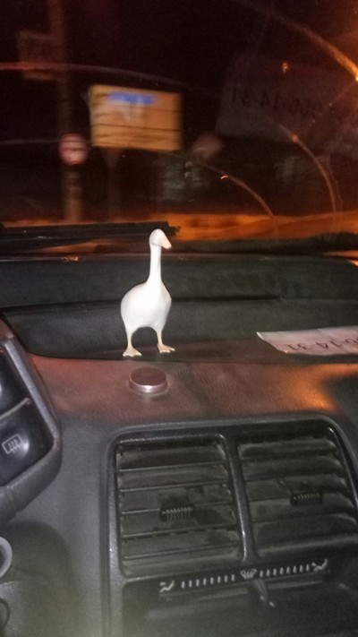 Что умеет desktop goose. Смотреть фото Что умеет desktop goose. Смотреть картинку Что умеет desktop goose. Картинка про Что умеет desktop goose. Фото Что умеет desktop goose