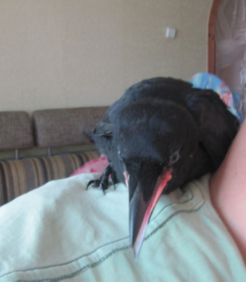 1585731394197927259 Как выглядит ворона и грач