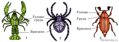 интересные факты о каком либо животном. Смотреть фото интересные факты о каком либо животном. Смотреть картинку интересные факты о каком либо животном. Картинка про интересные факты о каком либо животном. Фото интересные факты о каком либо животном