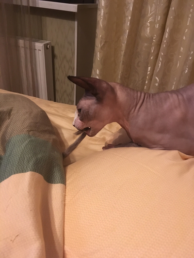 Иллюстрация к комментарию