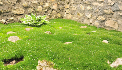 1596810172170342672 Как выглядит трава под микроскопом