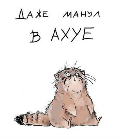 дикие кошки в россии какие обитают. Смотреть фото дикие кошки в россии какие обитают. Смотреть картинку дикие кошки в россии какие обитают. Картинка про дикие кошки в россии какие обитают. Фото дикие кошки в россии какие обитают