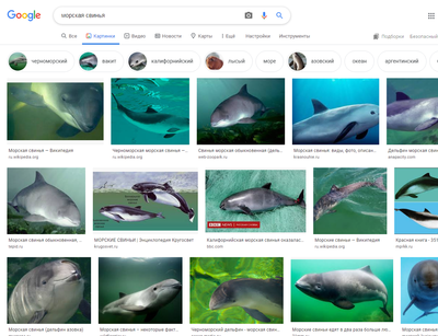 Чем питается морская свинья. Смотреть фото Чем питается морская свинья. Смотреть картинку Чем питается морская свинья. Картинка про Чем питается морская свинья. Фото Чем питается морская свинья