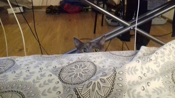 Кошачья охота