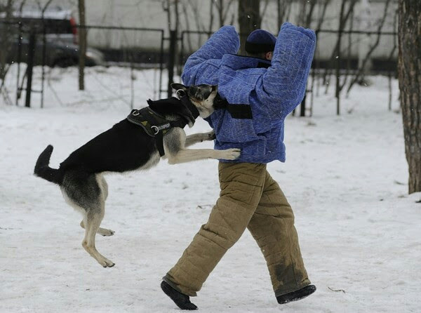 My Bully - My, Dog, Sheepdog, East European Shepherd