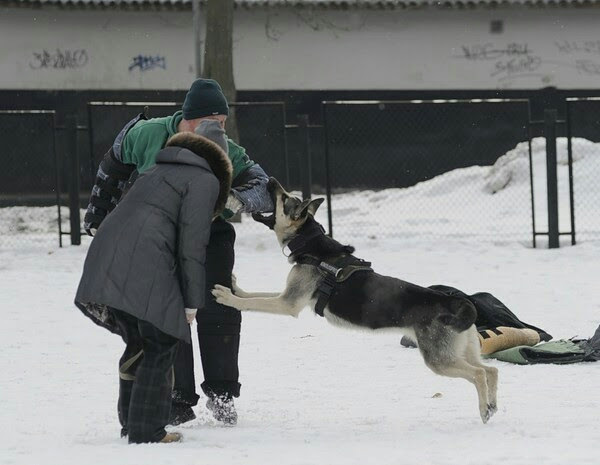 My Bully - My, Dog, Sheepdog, East European Shepherd