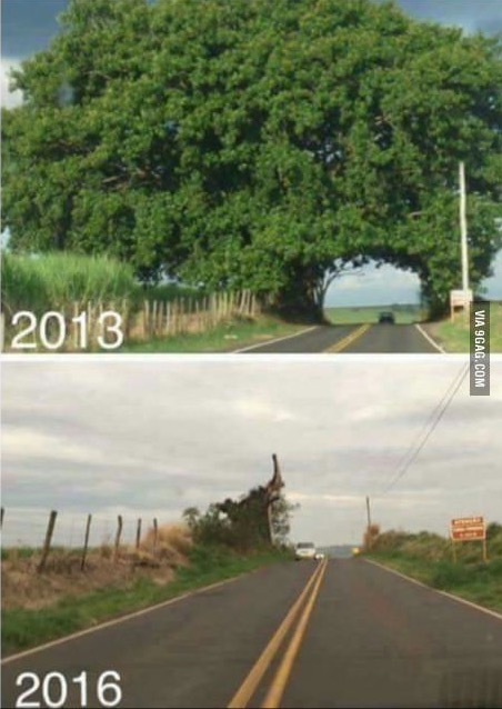 Humanity is just big piece of shit - Tree, Nature, Disgusting, Road, 9GAG