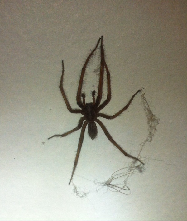 spiders - Spider, My, , Help, attack