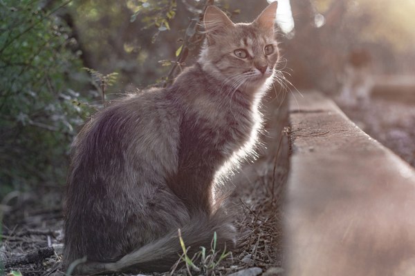 Yalta walking cat - My, Photo, Nikon, Nikon d5200, Helios44, Yalta, cat