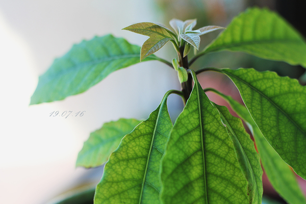 My avocado plantation - My, Avocado, Avocado from the pit, Avocado seed, Tree, Plantation, Longpost