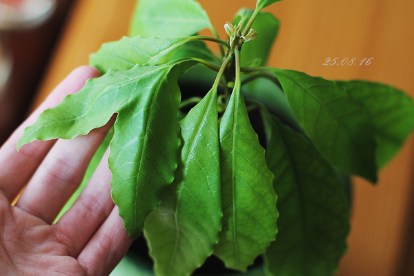 My avocado plantation - My, Avocado, Avocado from the pit, Avocado seed, Tree, Plantation, Longpost