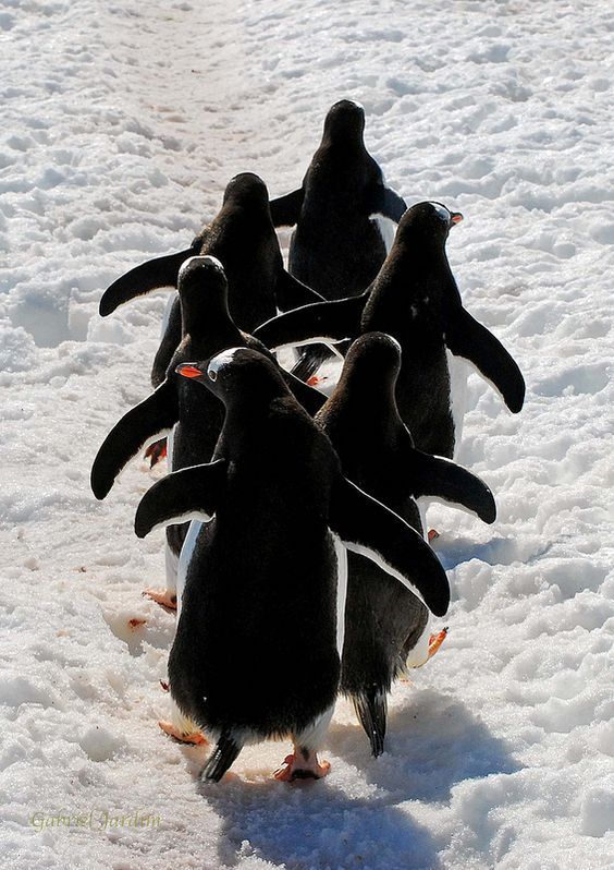 Antarctic Shave Nagila - Nature, Penguins, Dancing