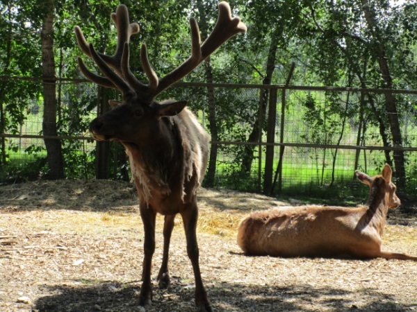 Zoo in Calgary - My, Canada, Zoo, Longpost