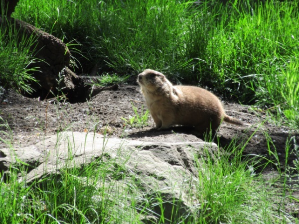 Zoo in Calgary - My, Canada, Zoo, Longpost