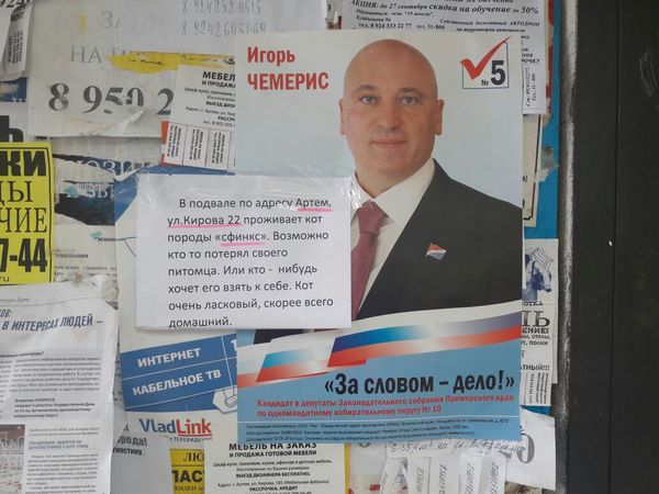 I would vote. Moreover, he lives, practically, next to me))) - My, Deputies, cat, My, Elections, Bald