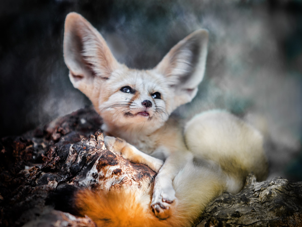 Fenech - desert fox - My, Fenech, Fox